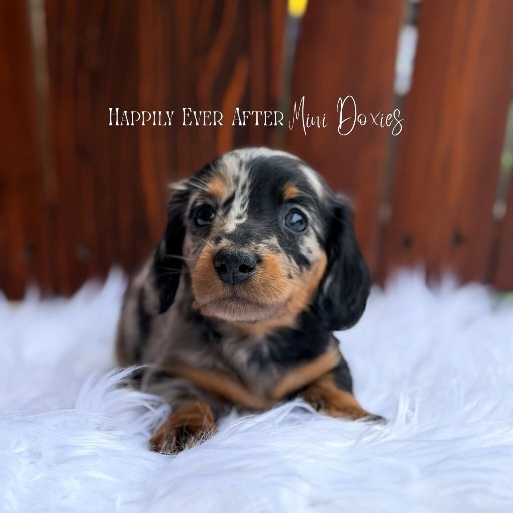 749714050_18067414199709955_8632290608299811812_n - Happily Ever After Rabbitry Dachshund puppy on a white fluffy rug with a wooden fence background and a watermark reading 'Happily Ever After Mini Doxies'