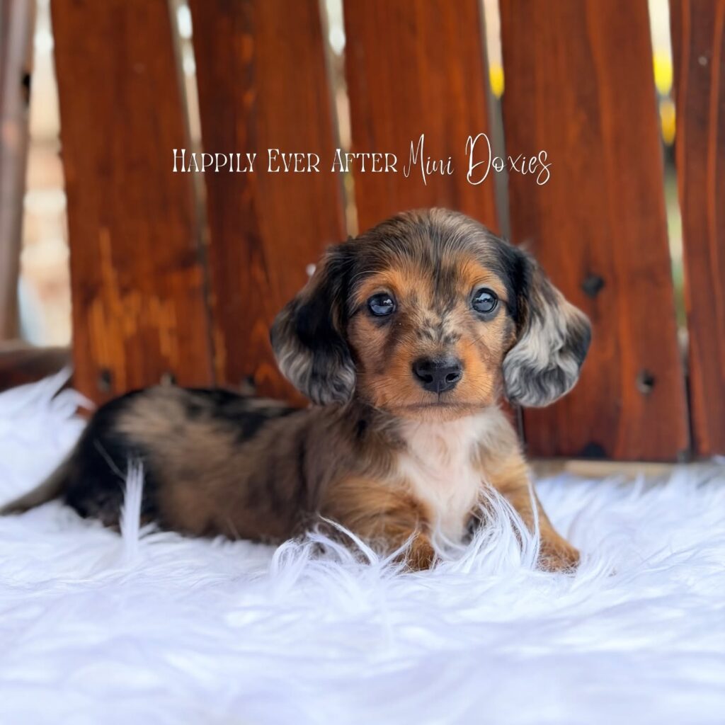 749789534_18067413629709955_2160928087224823498_n - Happily Ever After Rabbitry Dachshund puppy on a white shag rug with a wooden fence background and a 'Happily Ever After Mini Doxies' overlay text.