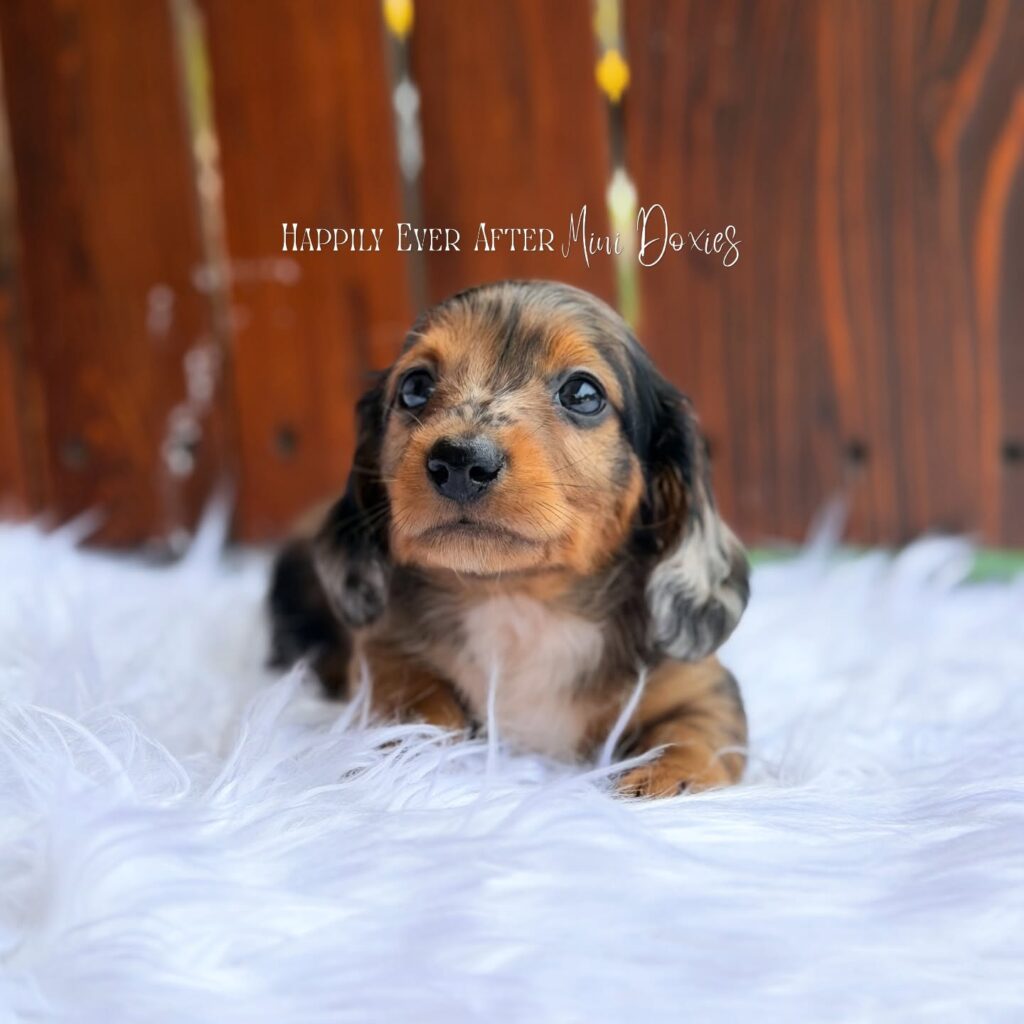 750403007_18067413620709955_9093973681682856844_n - Happily Ever After Rabbitry Dachshund puppy lying on a white fluffy rug with a wooden backdrop and brand text 'Happily Ever After Mini Doxies' above.