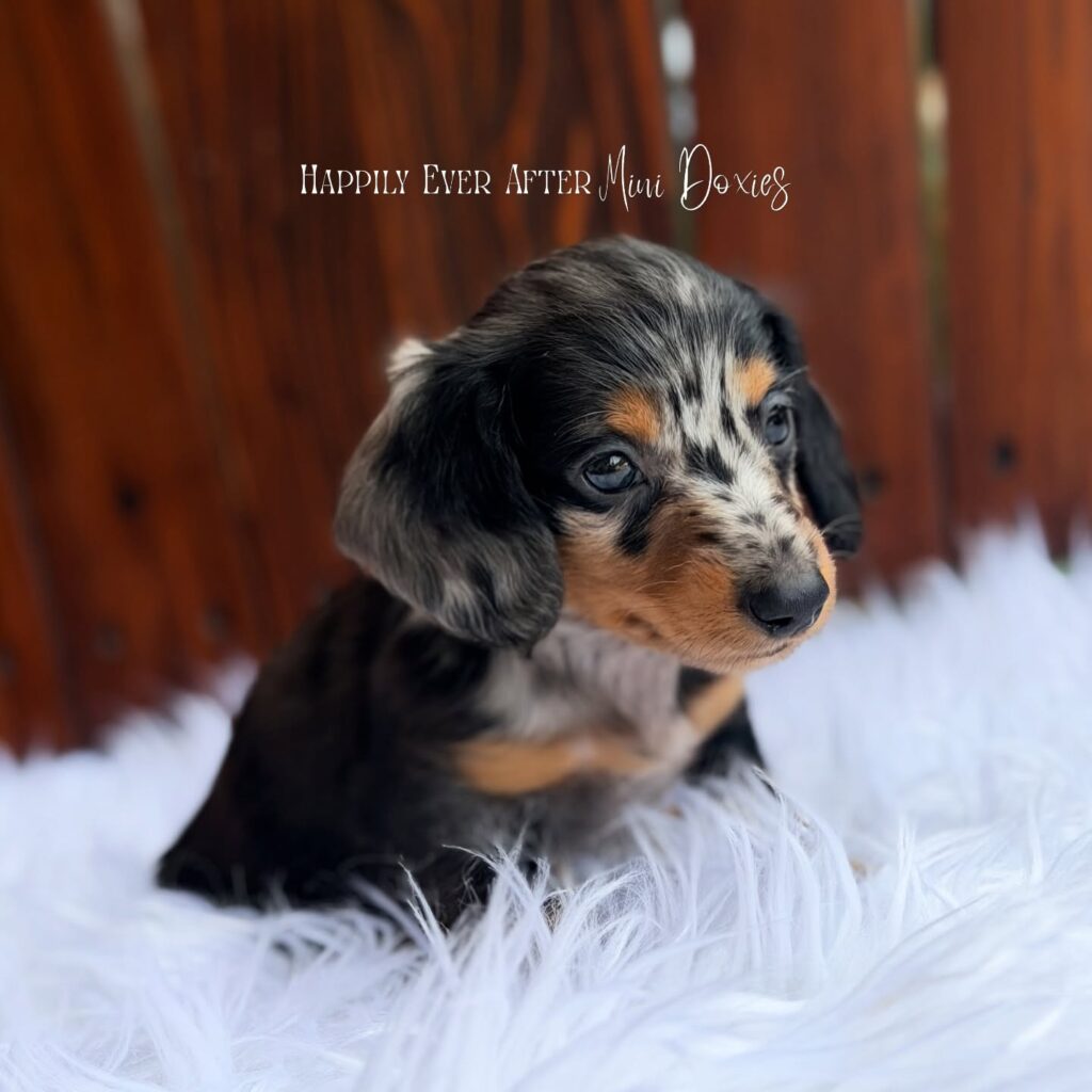 751224851_18067413230709955_5214030984459419802_n - Happily Ever After Rabbitry Dachshund puppy with black, tan, and white fur sits on white fluffy material, with 'Happily Ever After Mini Doxies' text above.