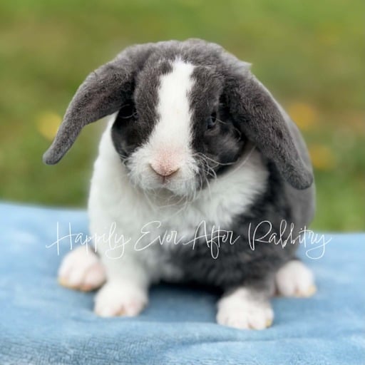 80583d17-cba0-4e24-a61c-7f039873ff86 - Happily Ever After Rabbitry exotic bunnies for sale