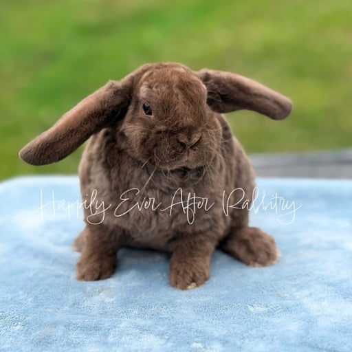 904798af-9fc9-44c1-96bf-6713c54e22a6 - Happily Ever After Rabbitry Rabbits for sale near me
