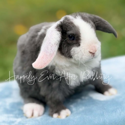 90b2502d-4df9-4f25-bbe0-a4d162b322e1 - Happily Ever After Rabbitry new bunnies for sale!