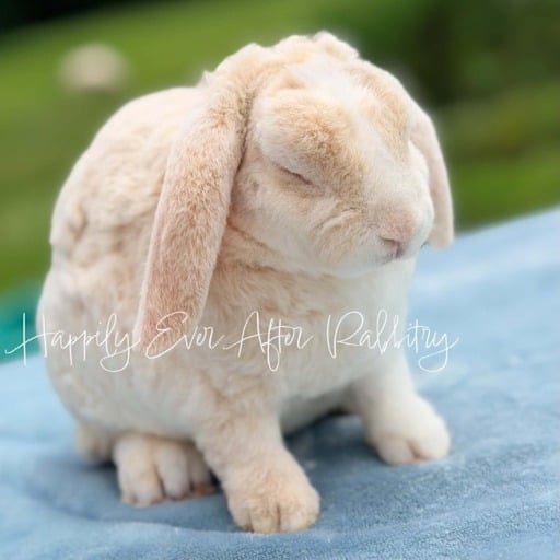 9982904f-b35d-47c5-a2c8-65c18e5eb27d - Happily Ever After Rabbitry AMAZING RABBITS FOR SALE