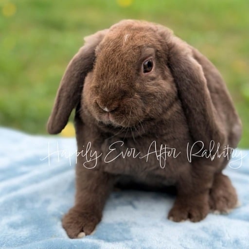 99ee6998-077e-4724-9376-e327eda1ece5 - Happily Ever After Rabbitry rabbits for sale