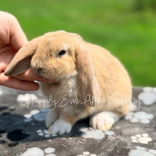 aa032338-6e8b-4eb4-8b7a-e1644691b245 - Happily Ever After Rabbitry Cuddle ready Mini Plush Lop Bunny Seeking a Loving Family!