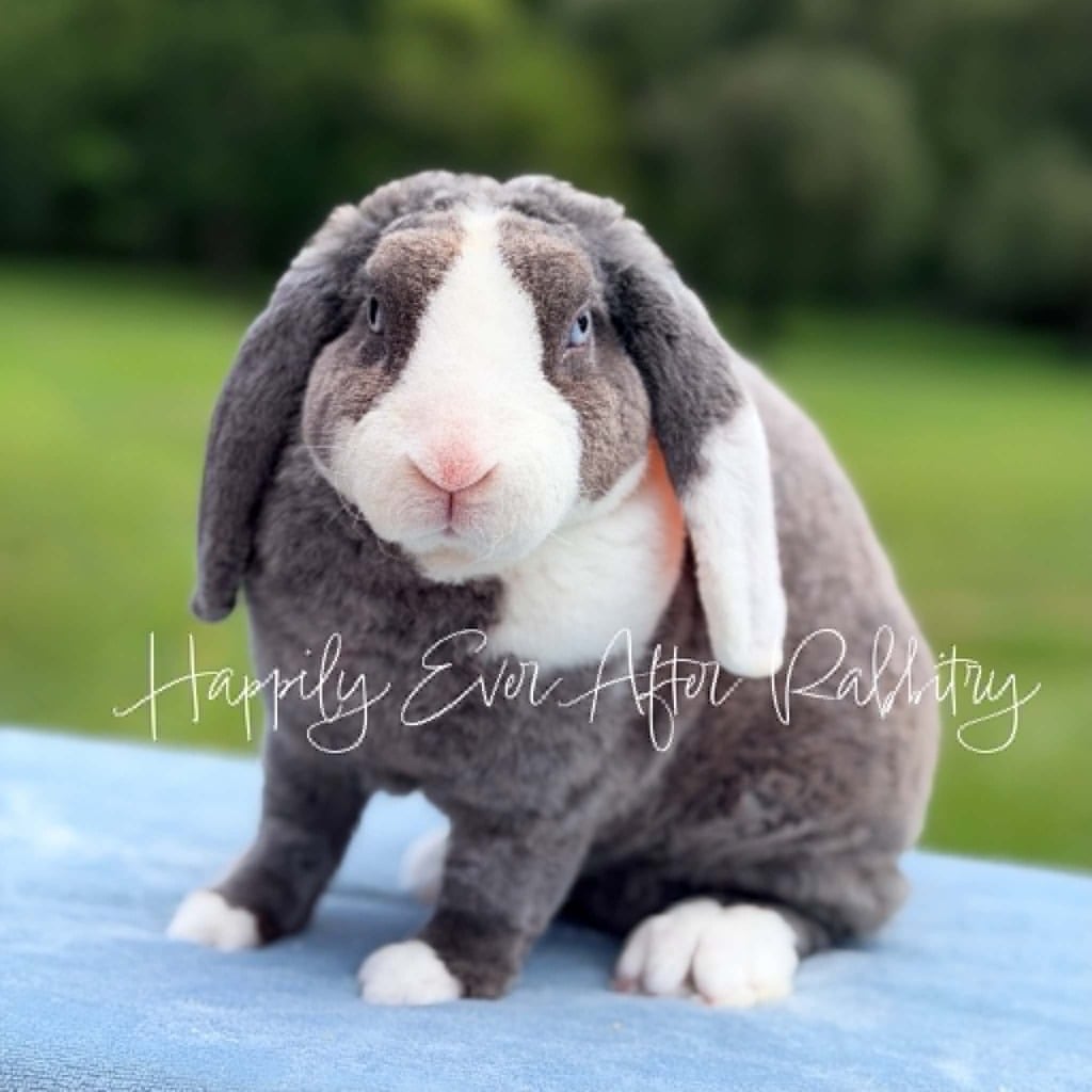 b2a5f70e-3756-47e1-b65f-b949e94515e1 - Happily Ever After Rabbitry Lop-eared gray and white rabbit on a blue surface with the watermark 'Happily Ever After Rabbitry'.