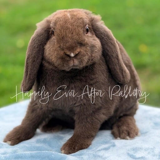 b4a3fbc7-0a9c-485a-84ba-ab7c59ba3404 - Happily Ever After Rabbitry rabbits for sale