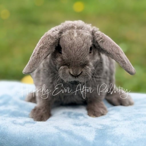 b5e1af08-a1c7-4802-b144-771dbf4a10b7 - Happily Ever After Rabbitry mini plush lop babies for sale