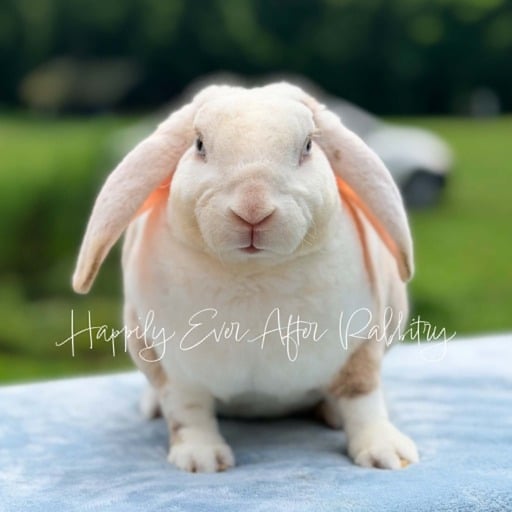 bd1b4495-68c2-49b8-8da5-a381a064df1a - Happily Ever After Rabbitry Mini plush lops for sale