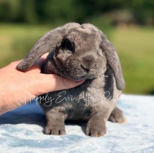 c0cc6bd0-4549-4725-b35b-48dae8b94144 - Happily Ever After Rabbitry Cuddly Mini Plush Lops for sale; bring bunny joy to your home!