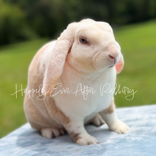 d68f712c-1091-411d-b19e-52cecab9930d - Happily Ever After Rabbitry Mini plush lops for sale