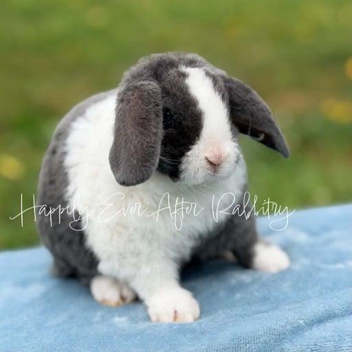 d8854928-2c60-49be-9cf1-de44275ba9d8 - Happily Ever After Rabbitry exotic bunnies for sale