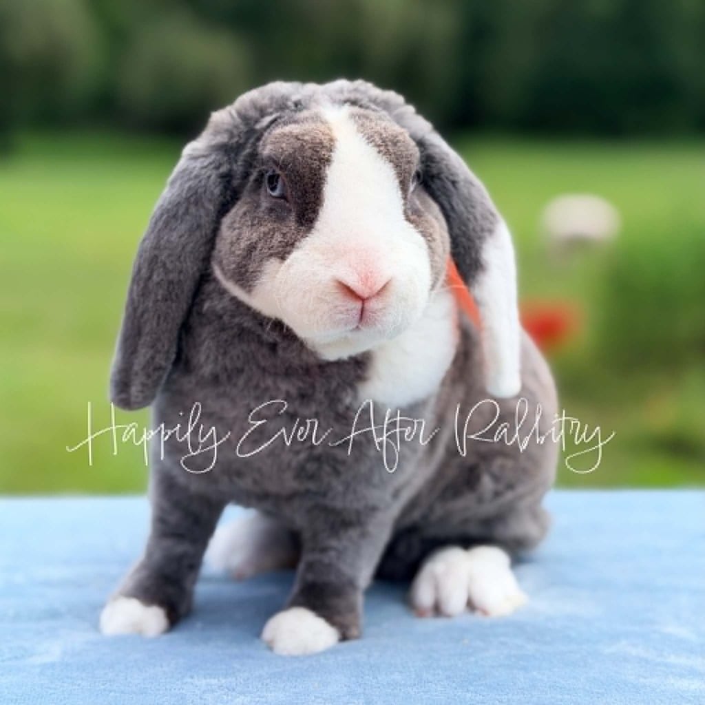 e73b4b99-a297-44a1-8b8e-2c43ca675dc6 - Happily Ever After Rabbitry Cute grey and white bunny sitting on a blue surface outdoors; watermark reads 'Happily Ever After Rabbitry'.