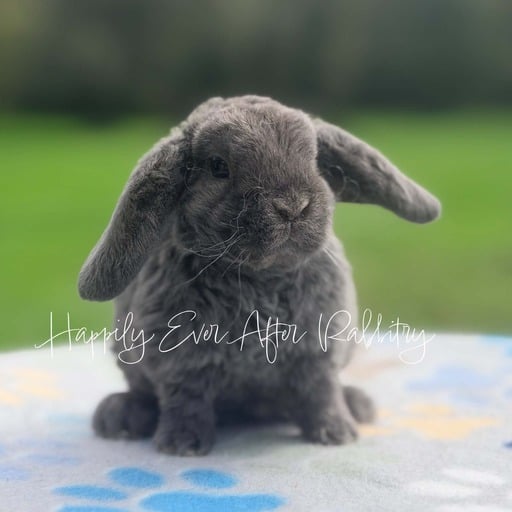 54ea7848-563b-4004-b79b-b00673551143 - Happily Ever After Rabbitry Pet rabbit raised with consistent litter training practices