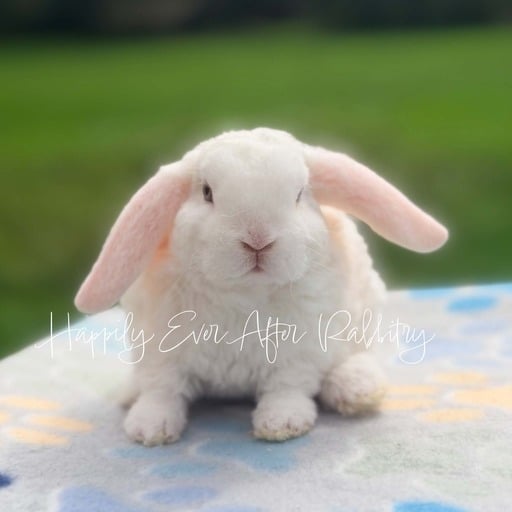 56046637-40d2-4f67-959b-0671fea22a8d - Happily Ever After Rabbitry Litter trained bunny suitable for indoor companionship