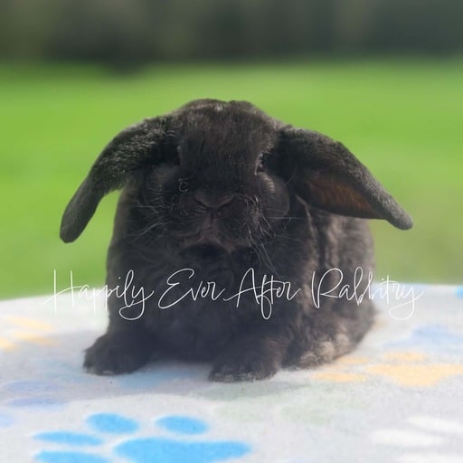5957ae69-303b-4a60-b9e5-0bfe9b873e36 - Happily Ever After Rabbitry Pet rabbit raised with consistent litter training practices