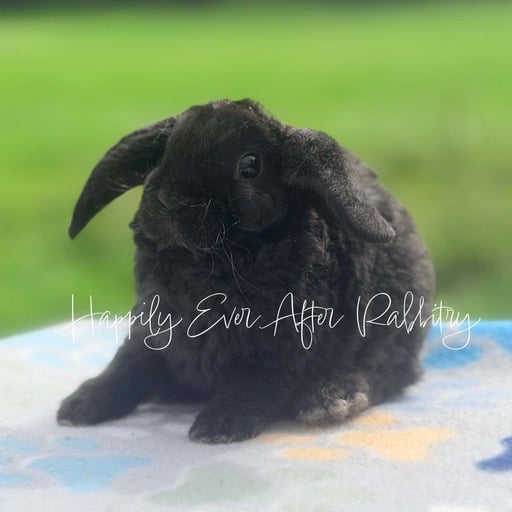 78cd83fc-760d-4ca6-b63f-47e1d2b21f22 - Happily Ever After Rabbitry Pet rabbit raised with consistent litter training practices