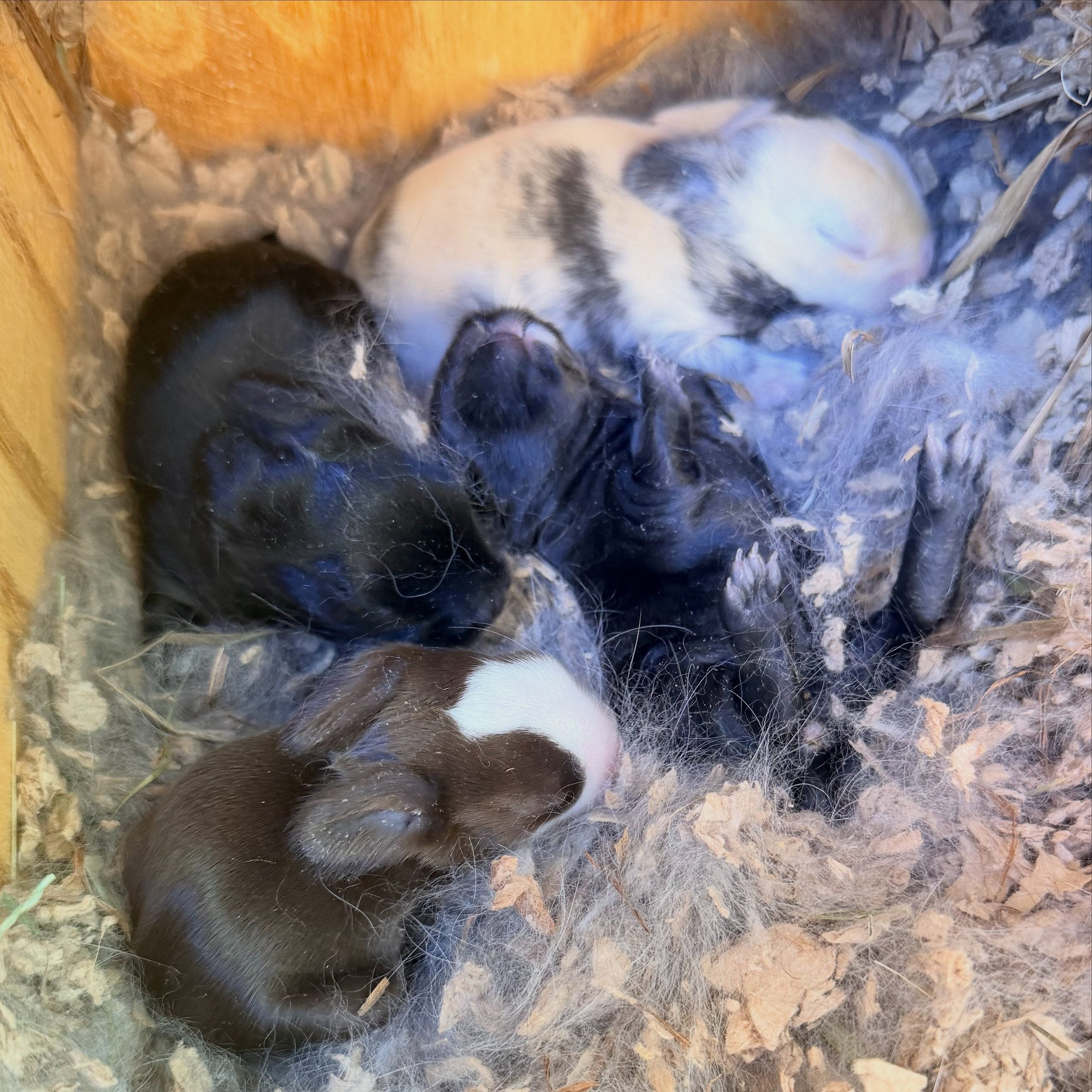 851099967_18111528122131518_177362192377305044_n - Happily Ever After Rabbitry
