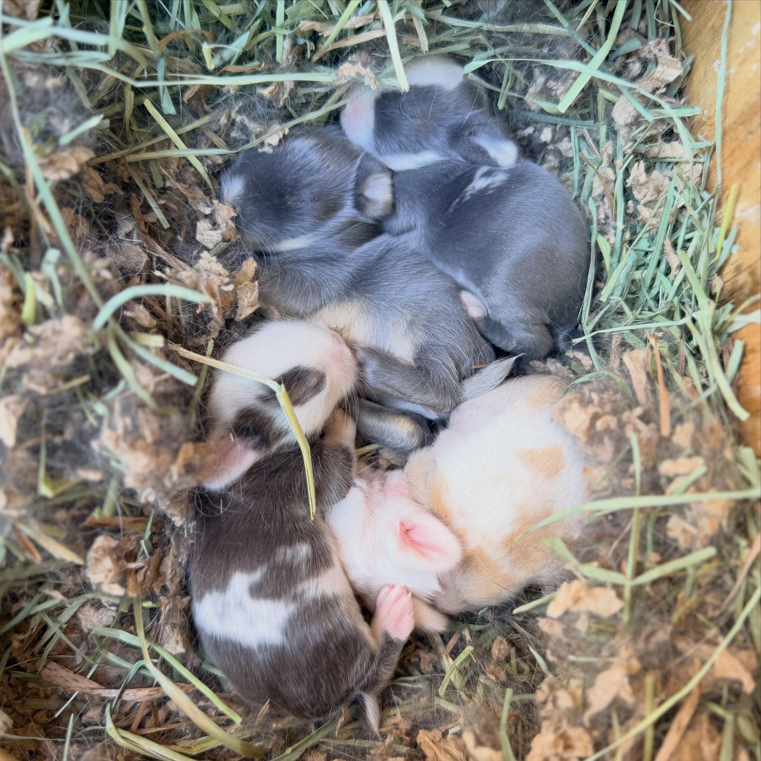 851257205_18111535994131518_6884576026652402221_n 1 - Happily Ever After Rabbitry