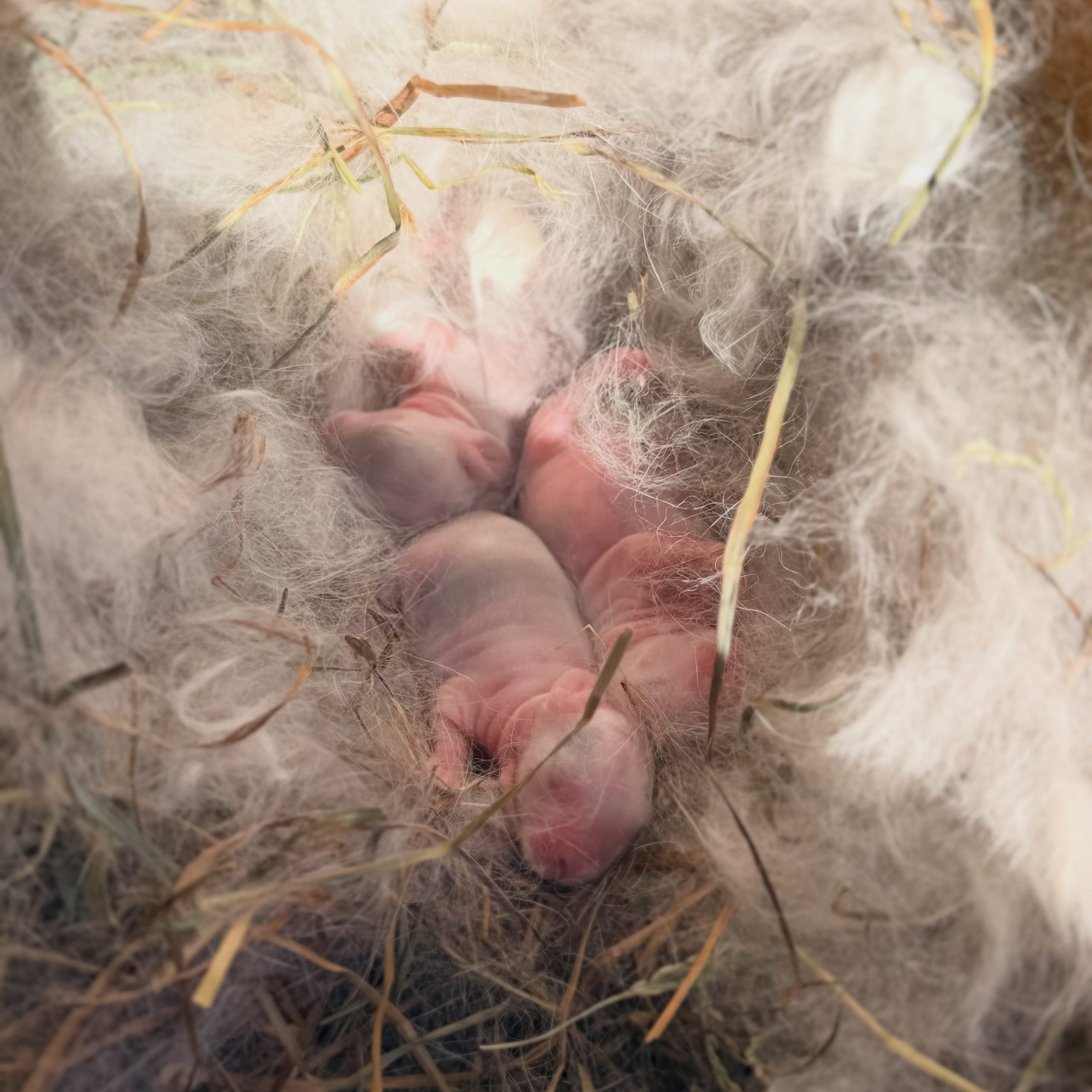 856871352_18111527093131518_3467889523541940945_n - Happily Ever After Rabbitry