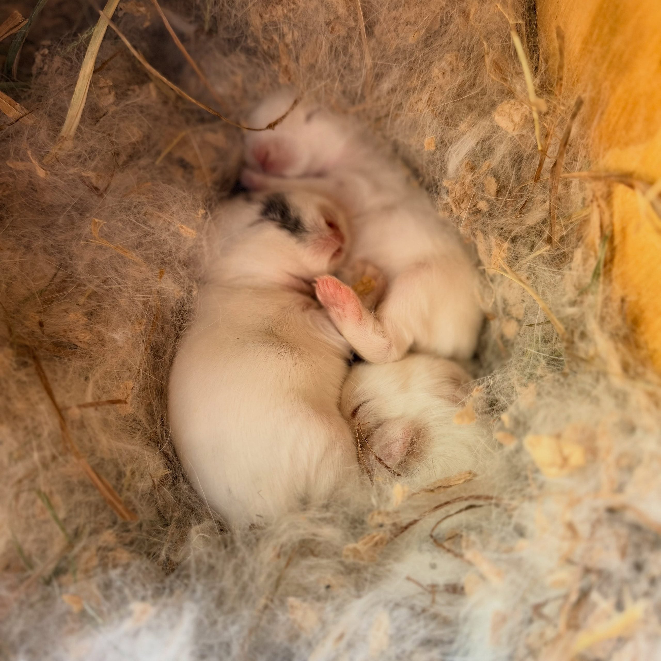 856871362_18111536705131518_8842443638831143339_n - Happily Ever After Rabbitry