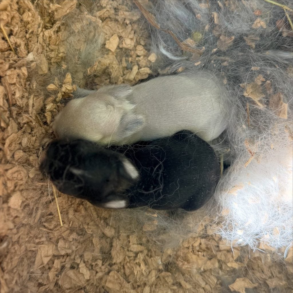 856966857_18111527942131518_264194627969168514_n 1 - Happily Ever After Rabbitry
