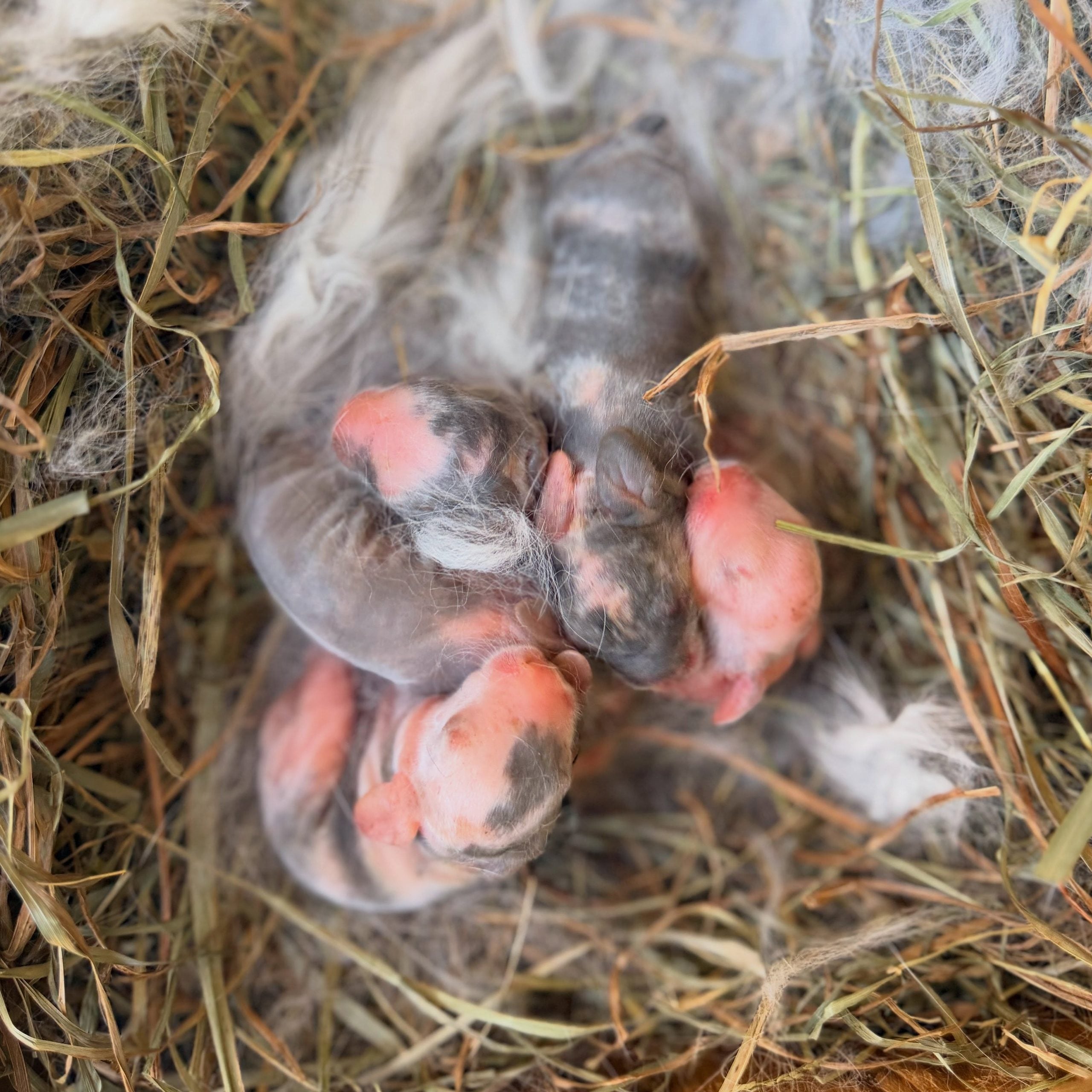 857247971_18111533708131518_8289554062250802560_n - Happily Ever After Rabbitry