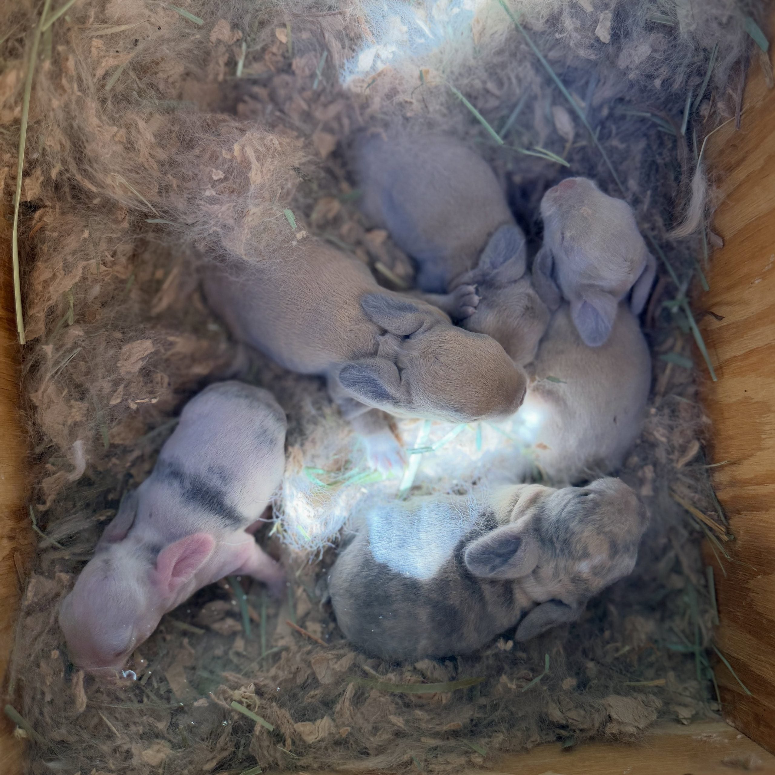 857731222_18111527525131518_8108836631690112193_n - Happily Ever After Rabbitry