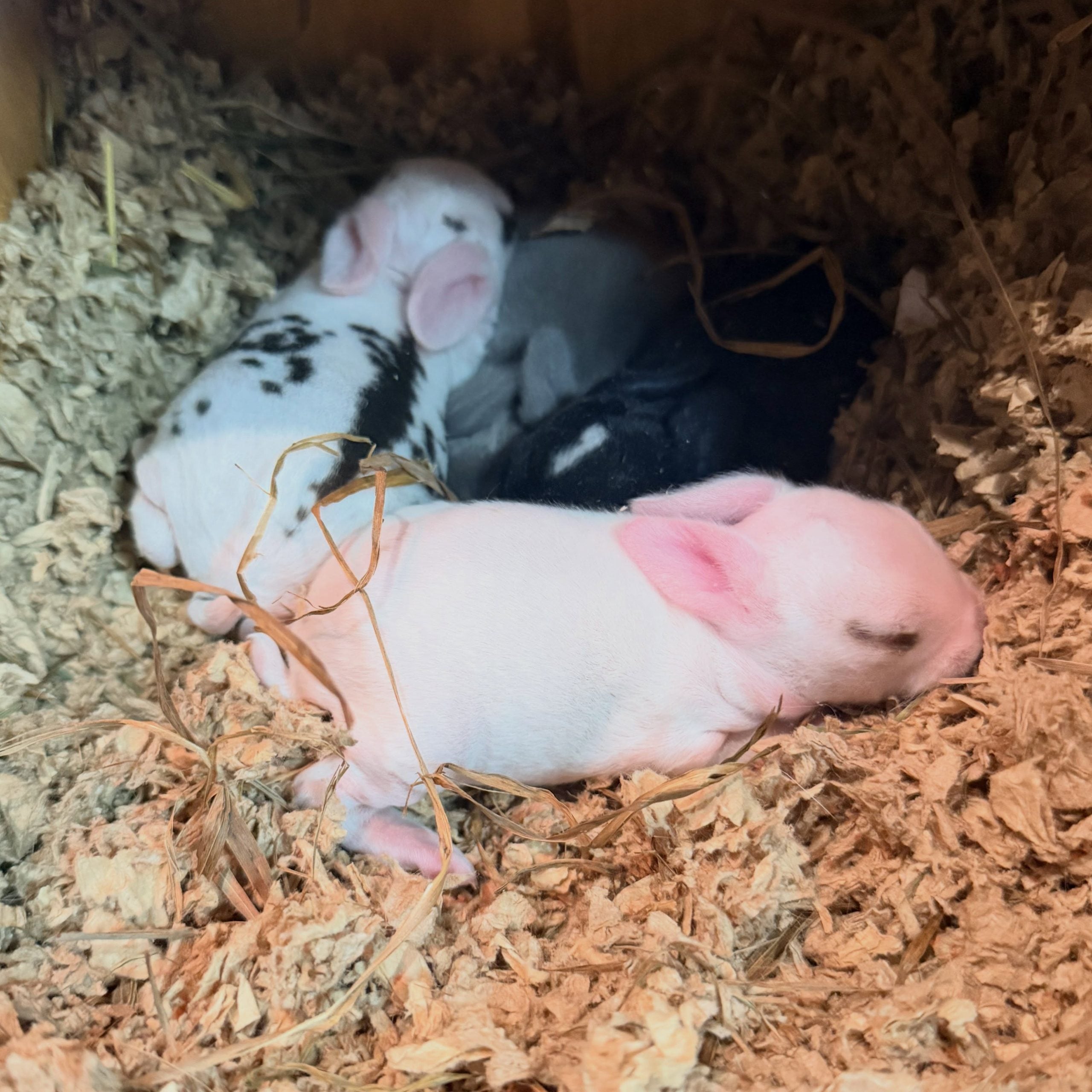 858764833_18111537167131518_2043575069748231842_n - Happily Ever After Rabbitry