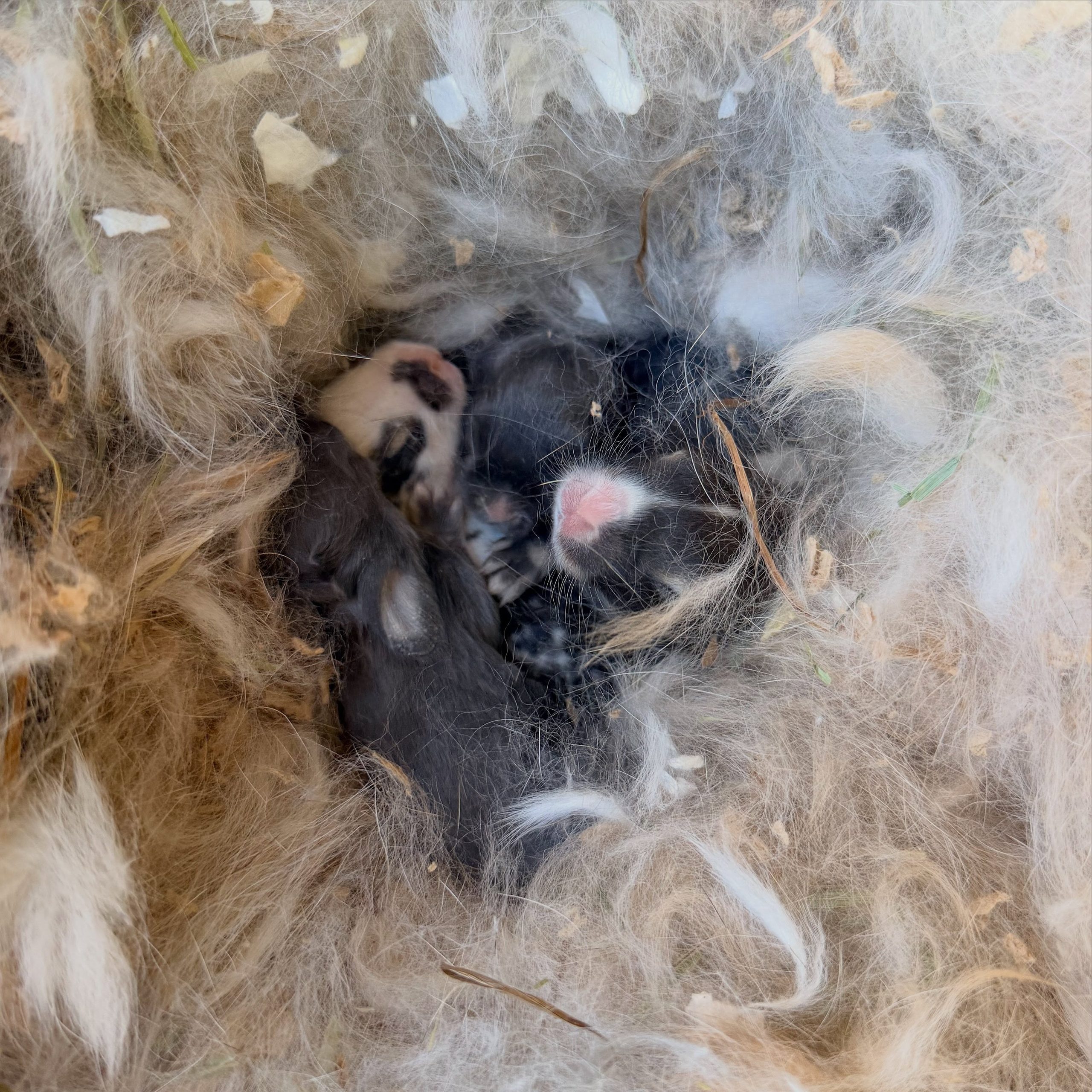 859052284_18111528227131518_5508682952429650944_n 1 - Happily Ever After Rabbitry