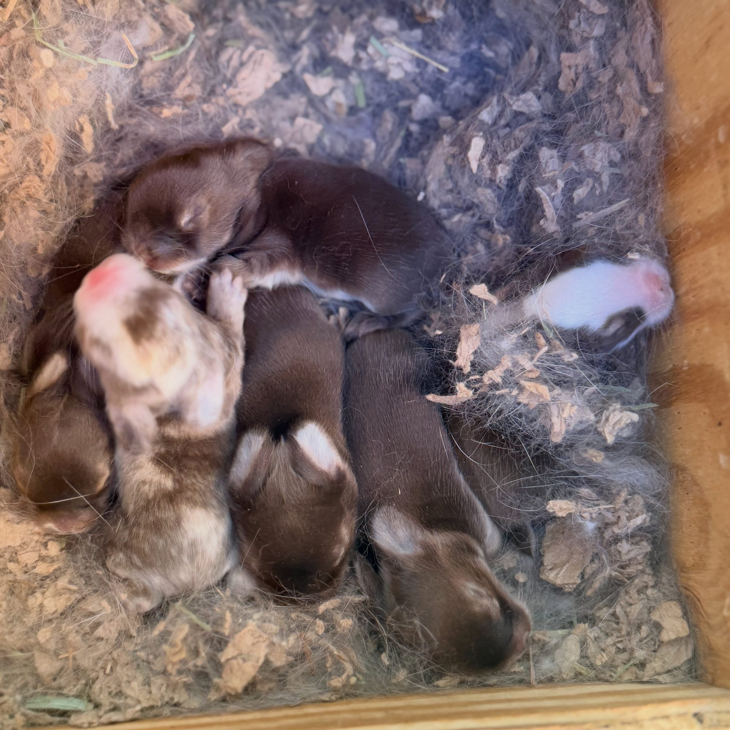 859780386_18111527300131518_4378195065788284504_n - Happily Ever After Rabbitry