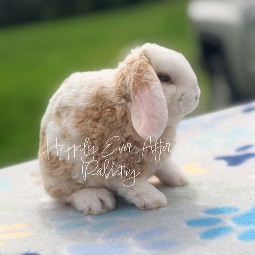 9e8cf8a1-2cde-4bf9-9049-c1342eb9dfa8 - Happily Ever After Rabbitry Find your new furry friend with our bunnies for sale