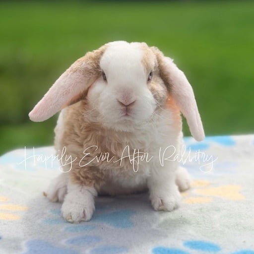 e3ed656a-d882-4fc8-8813-ae2ba1e955ad - Happily Ever After Rabbitry Find your new furry friend with our bunnies for sale