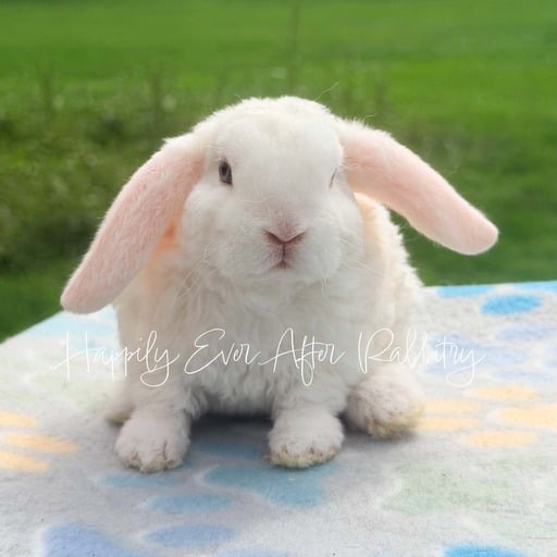 f6cfa1f9-98ce-4581-847b-884ebbeec0b4 - Happily Ever After Rabbitry Litter trained bunny suitable for indoor companionship