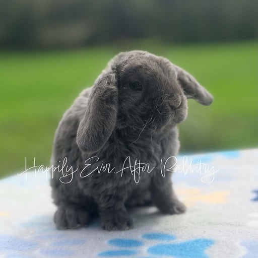 fc1ed811-f5b9-4d77-840e-84fdd1cd375c - Happily Ever After Rabbitry Pet rabbit raised with consistent litter training practices